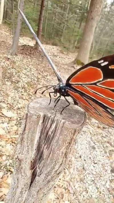 I carved this giant monarch butterfly from Maple wood!