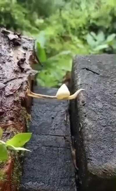 🔥 How snails can overcome big obstacles for themselves.