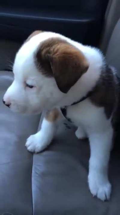 Little puppy is angry at his own hiccups.