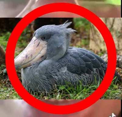 shoe bill funny moments vine comp