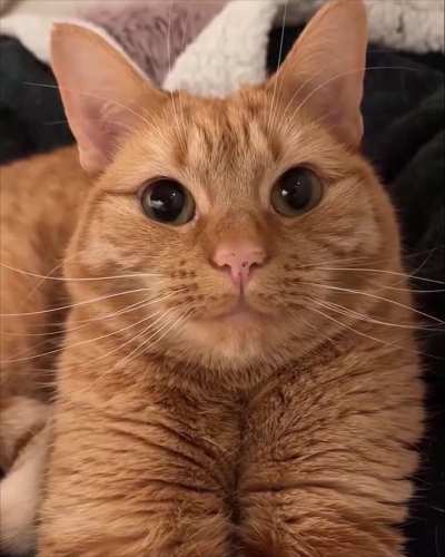 Just a tiny loaf of love  🐈🐾