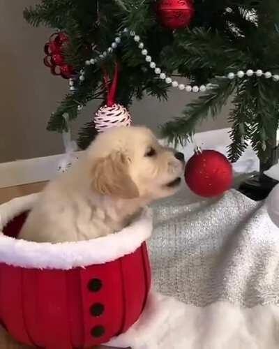 Puppy biting this Christmas tree