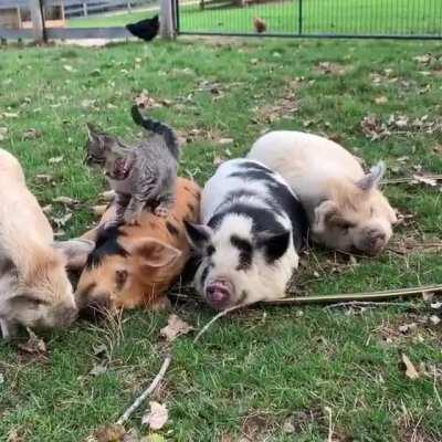 Kitten loves her chonker friends