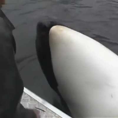 Orca V Man In The Wild