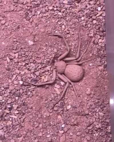 🔥Six-eyed spider buries herself