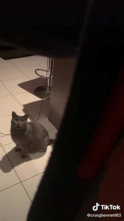 My friend's cat says Hello back