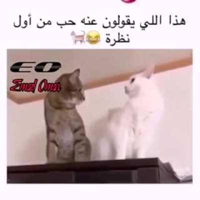 الحب من اول نظره عند القطه 😂😂😂