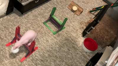 My incredible and aerodynamic pet rat Feta is learning flyball - ratty style!