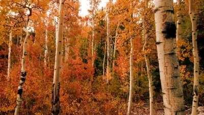 Birch trees in Autumn