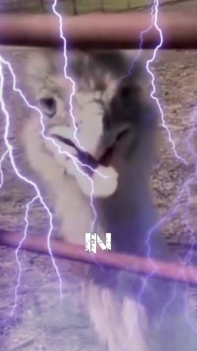 family-friendly video