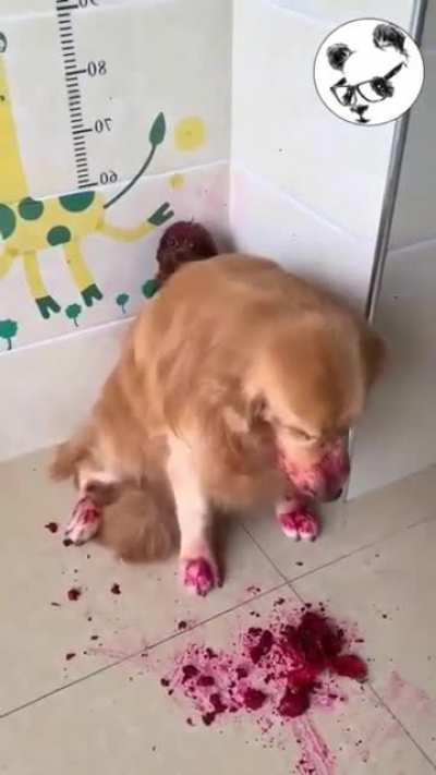 she blames herself for her puppy's mess