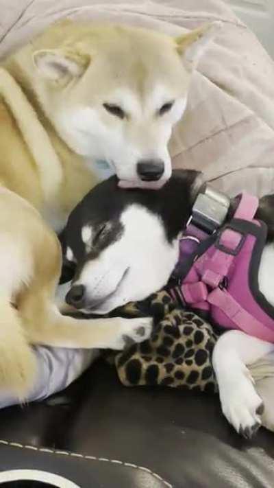 They love each other…. sometimes😂