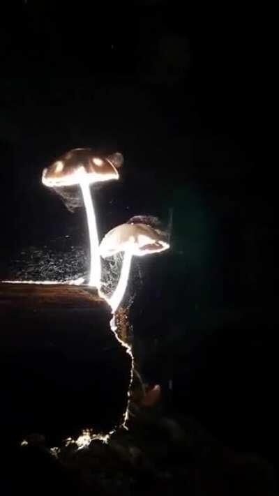 🔥 Mushrooms releasing spores, credits to Villareal C Jojo.