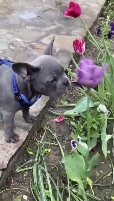 HMK while I use this flower as a speed bag