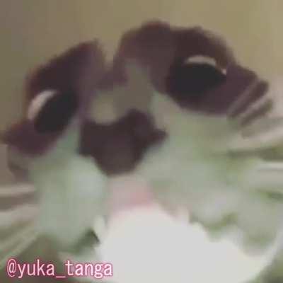 another one, now it has my @