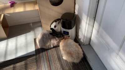 My bunnies can tell time! 🕓 They camp out at the auto feeder right before 4pm. Wait for it....