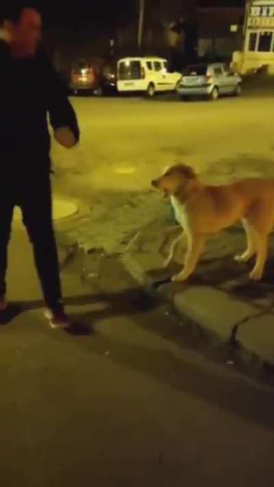 Homie having fun with stray doggo