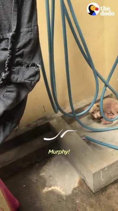 Woman saves a little dog left in the middle of the street.