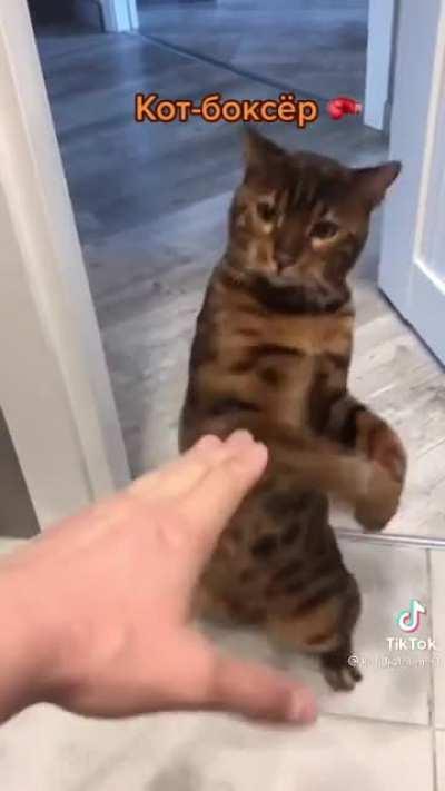 This feline swings like a bocer