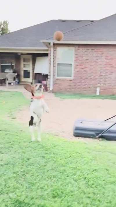 My beagle has mad ups