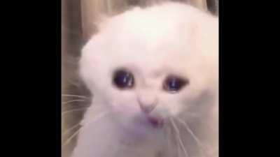 🔦soul🌀black☝️like😼coal😎fur😳white🏃‍♀️like🐌 clouds 🤥