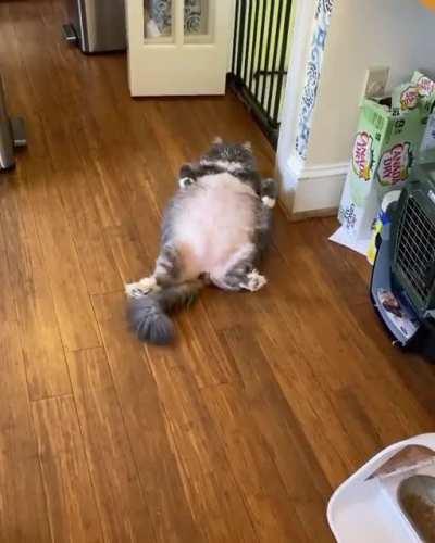 Come on just put the pizza rolls on my tummy.