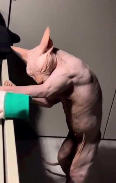 This cat giving itself a bath