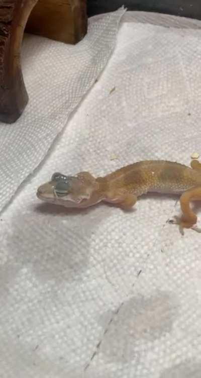 help!! Rescue leopard gecko!! What can I do!?! WILL TAKE TO VET ON MONDAY.