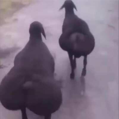 kim lillia and hyuncarim walking to baron after 2v5’ing the enemy team