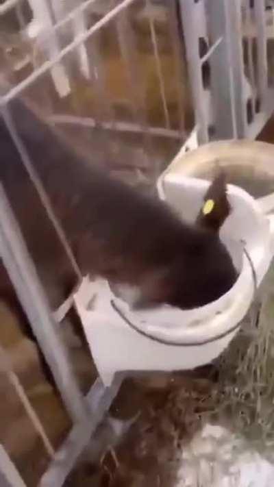 When the milk is too good.