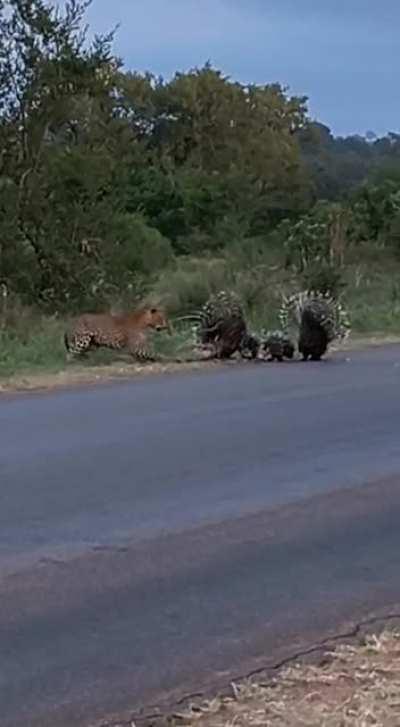 A couple of porcupines defending their porcupette from a leopard