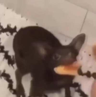 may i introduce to you... TRAVIS SCOTT CAT