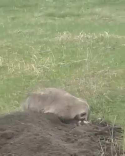 🔥 this American badger is literally ground her misbehaving kid 🔥