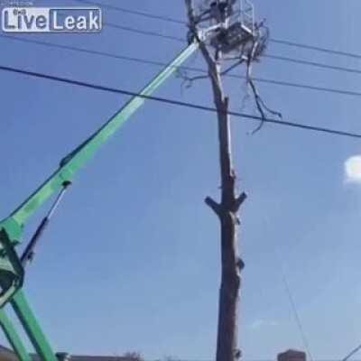 WCGW cutting a tree branch heavier than the person you have securing the rope...?