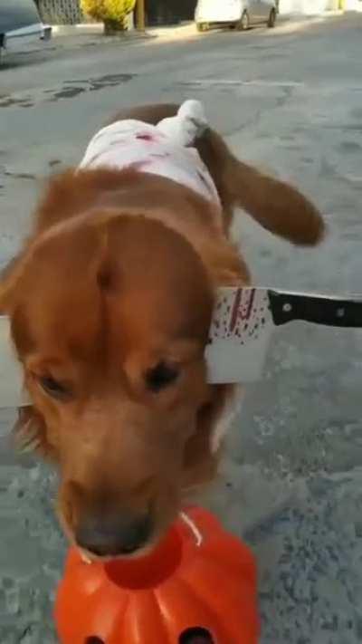 Spookyboi likes candy