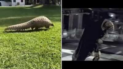 General Grievous, you are more Pangolin than i expected