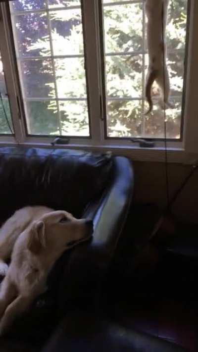 Stewie was meant for this sub