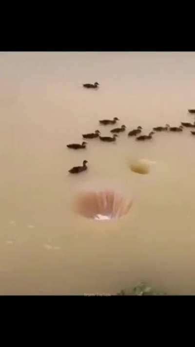 My bird people need me