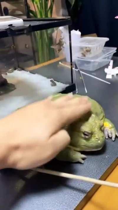 When you chose chonk genes over others.