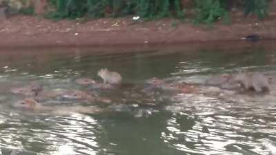 Baby capys sailing on capys