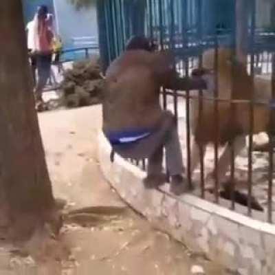 WCGW teasing a lion