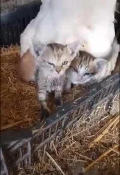 a mother hen is gonna mother hen