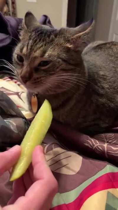 ntbdbiwdf my baby Frye who doesn’t really like pickles all too well