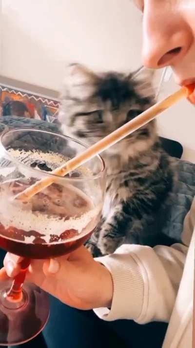Cat doesn't understand straws