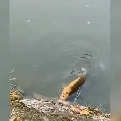 Scarp fish with human face.