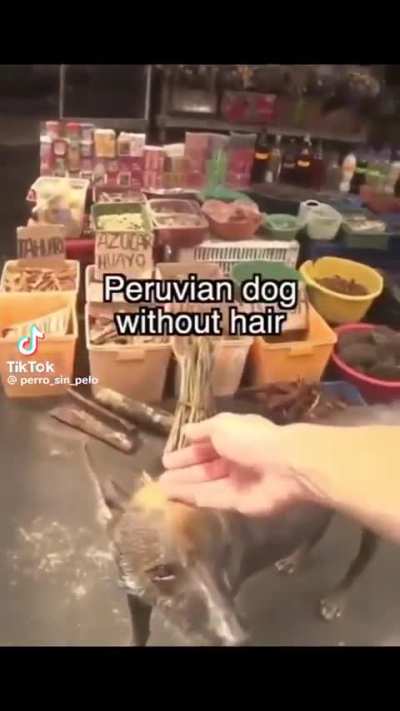 Lots of Spanish people in Usa you will learn it without trying to