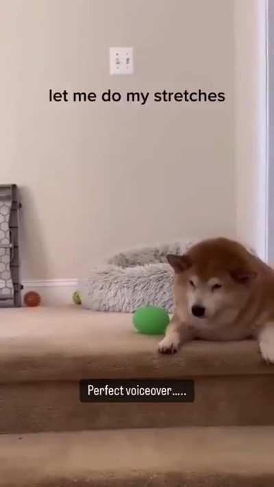 I relate to the other doggo