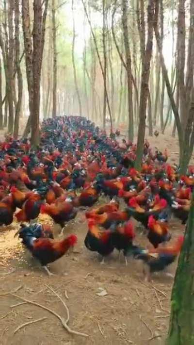 A forest full of roosters