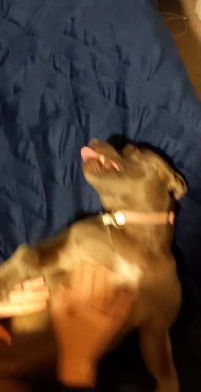Blue staffy, 2 years old, can't handle this 🔊🔊🔊