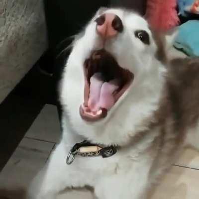 He comes from the land of ice and snow